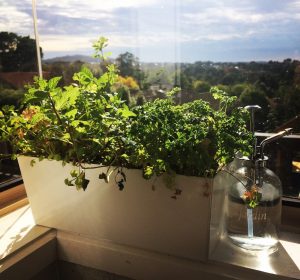 My windowsill